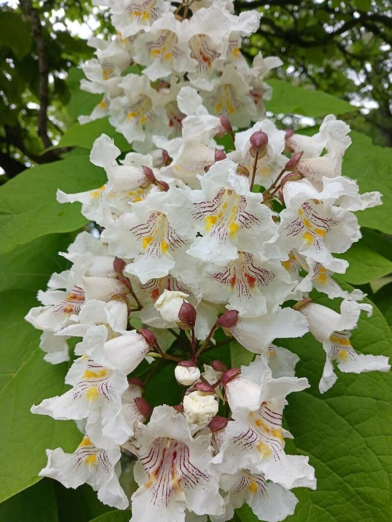 Catalpa magnifique en pleine floraison avec ses grandes grappes de fleurs blanches