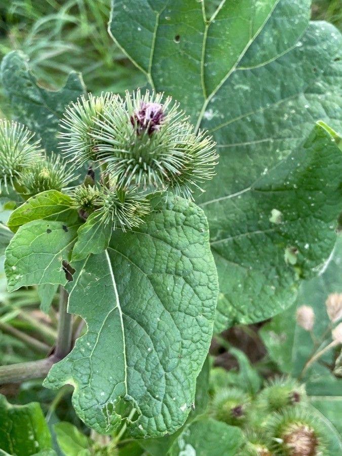 Große Klette (Arctium lappa) in voller Blüte, violette Blütenköpfe und große Blätter in einem natürlichen Gartensetting