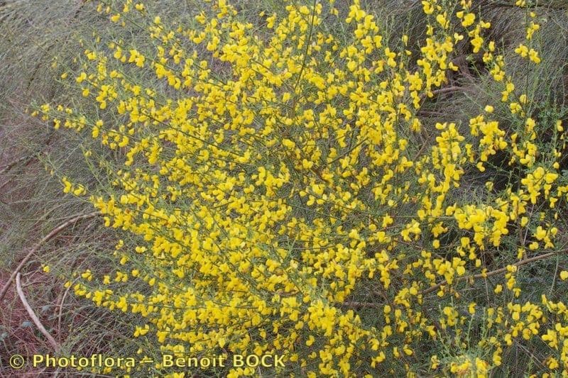 Cytisus arboreus baumartiger Besenginster in voller gelber Bluetenpracht