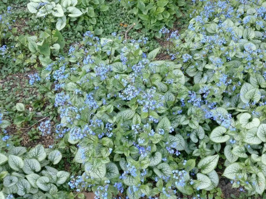 Großblättriges Kaukasusvergissmeinnicht mit blauen Blüten und herzförmigen Blättern im lichten Schatten