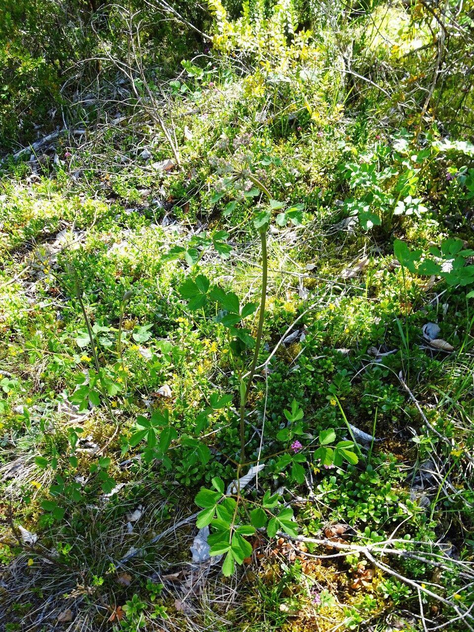 Waldengelwurz in voller Blüte am Waldrand, mit dunklen Stängeln und großen, federartigen Dolden.
