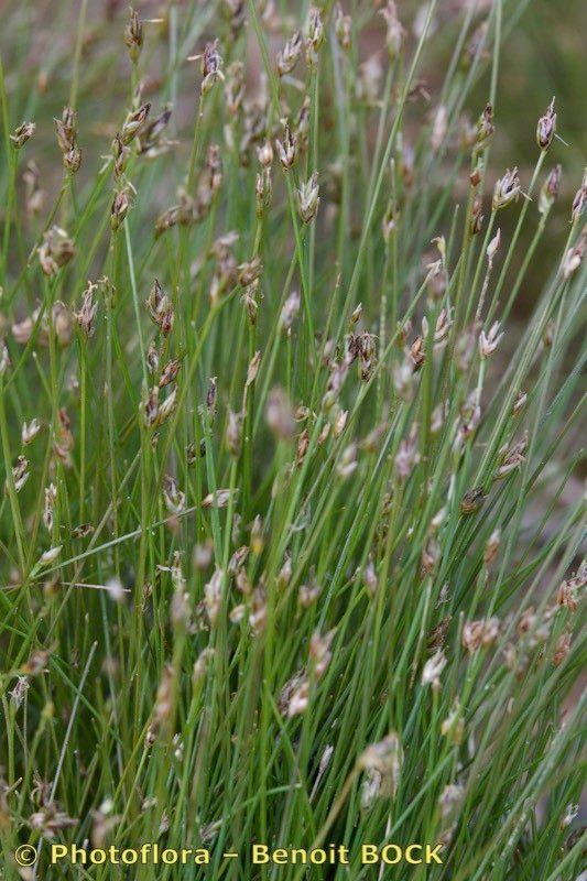 Nadel-Sumpfsimse am Teichrand, dichtes, grünes Wuchsverhalten