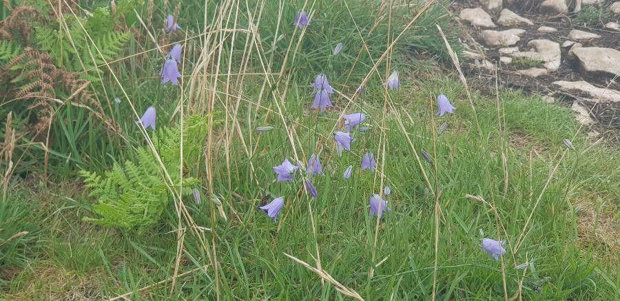 Meadowbell in full bloom on a dry grassy slope with delicate blue bell-shaped flowers