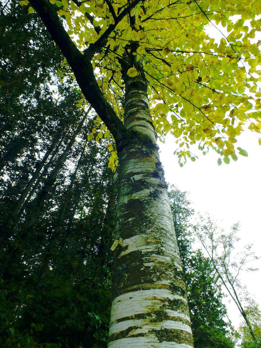 Glanzende Blätter und sich ablösende Zimtborke der lindenblättrigen Birke im sommerlichen Garten
