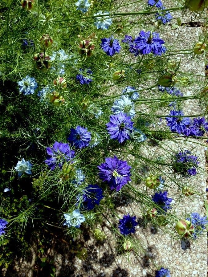 Fleurs bleues delicates de Nigella damascena avec feuillage plumeux
