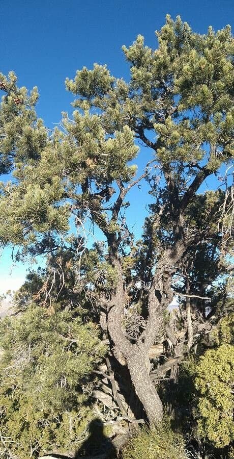 Pin pignon avec cones murs