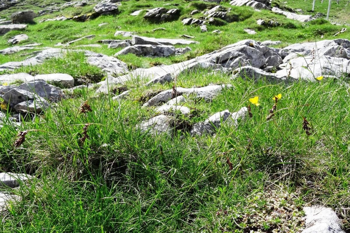 Knikkende veldbies met hangende bruine bloeipluimen in bergomgeving
