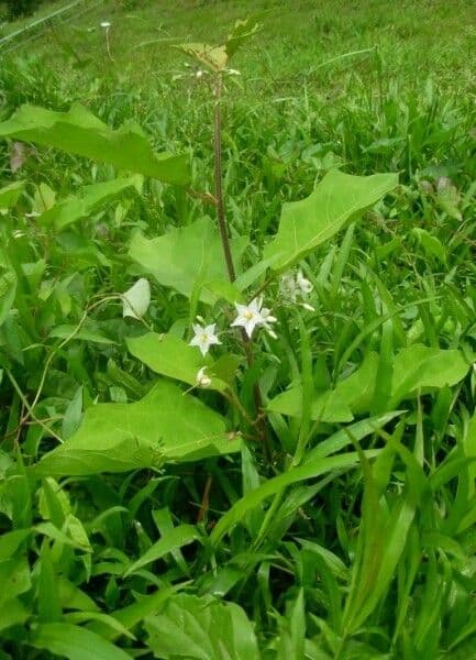 Solanum torvum portant petites baies caracteristiques ressemblant poivrons