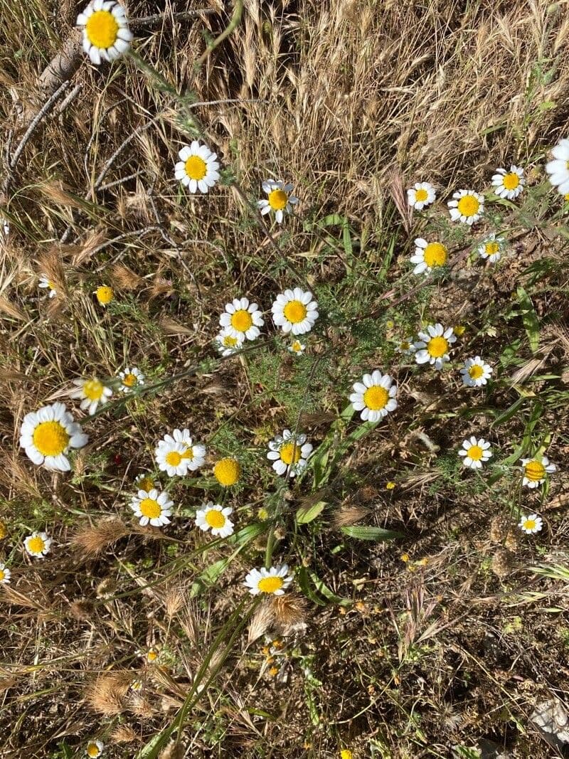 Fleurs d'Anthemis ruthenica au jardin