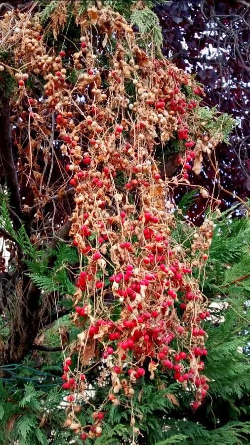 Bryonia cretica in flower with white blooms and green foliage