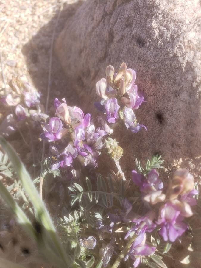Bloemtros van Astragalus lentiginosus met gele vlinderbloemen in een droge, rotsachtige omgeving