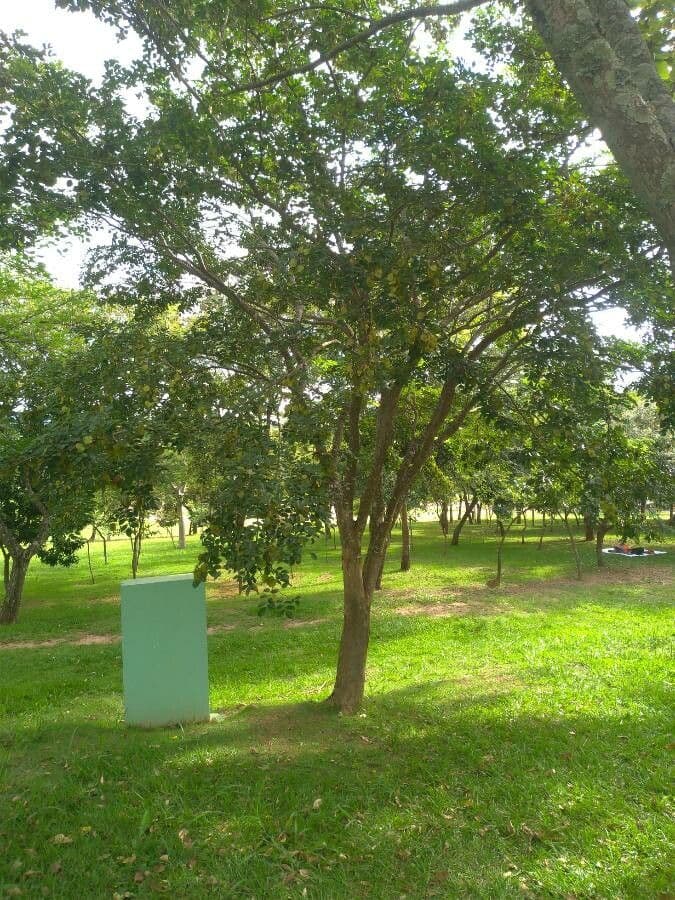 Narra-Baum mit gruem Laub und imposantem Stamm