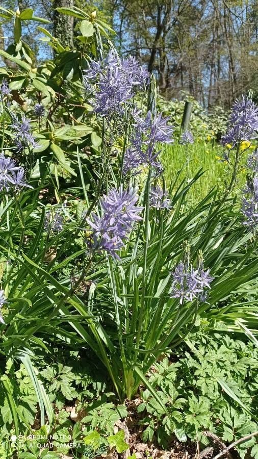 Camassia quamash with blue flowers in dense racemes