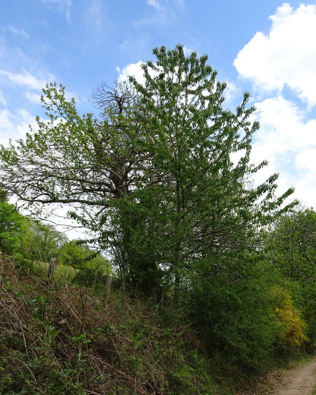Ausgewachsener Süßkirschenbaum in voller Blüte, weiße Blüten vor blauem Himmel