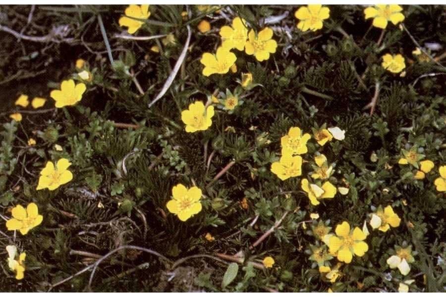 Potentilla plattensis met gele bloemen