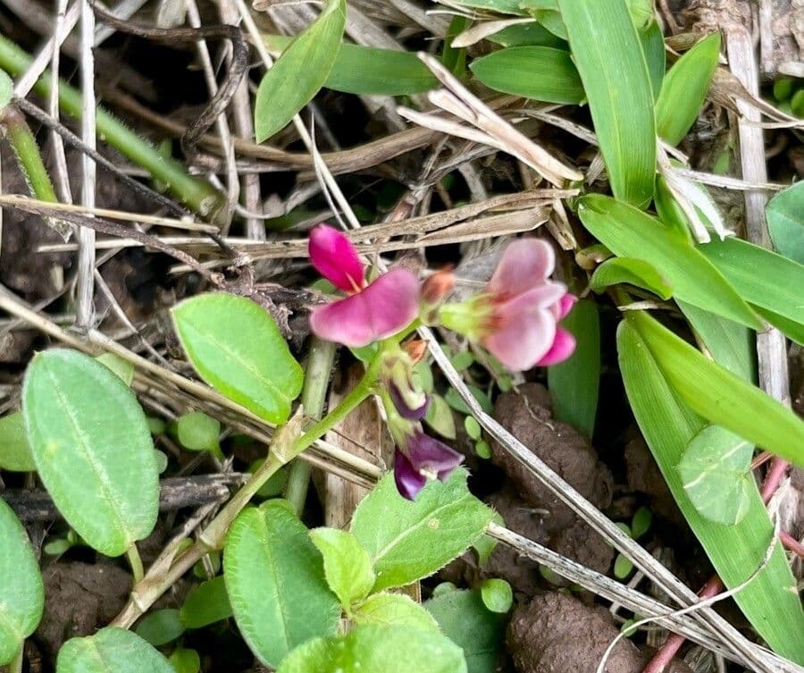 Alysicarpus vaginalis met roze vlinderbloemige bloemen
