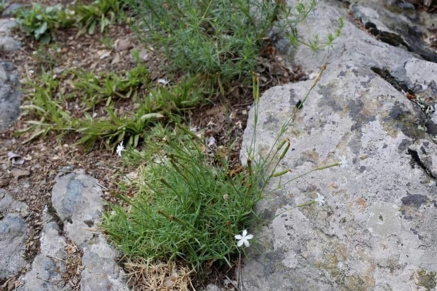 Dianthus petraeus plant with small pink flowers