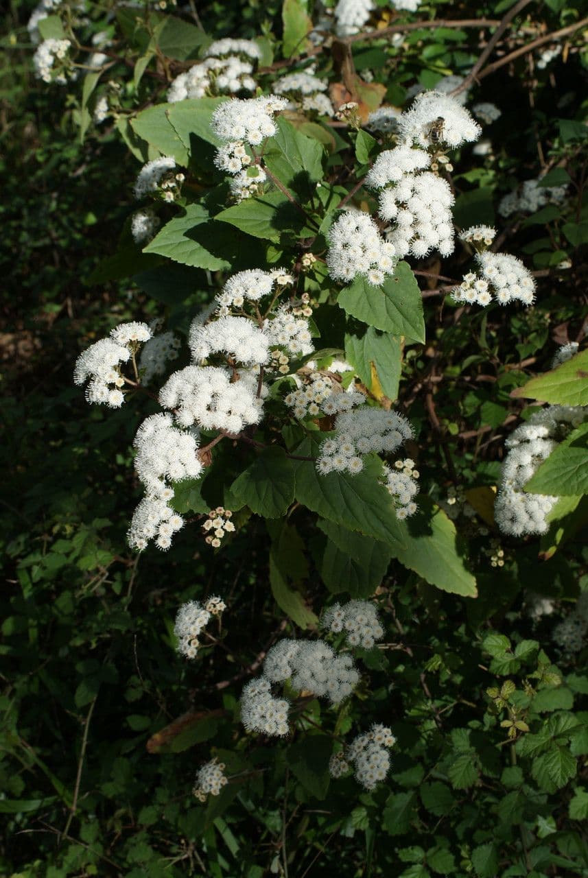 Ageratina adenophora Pflanze mit rosa-violetten Blüten