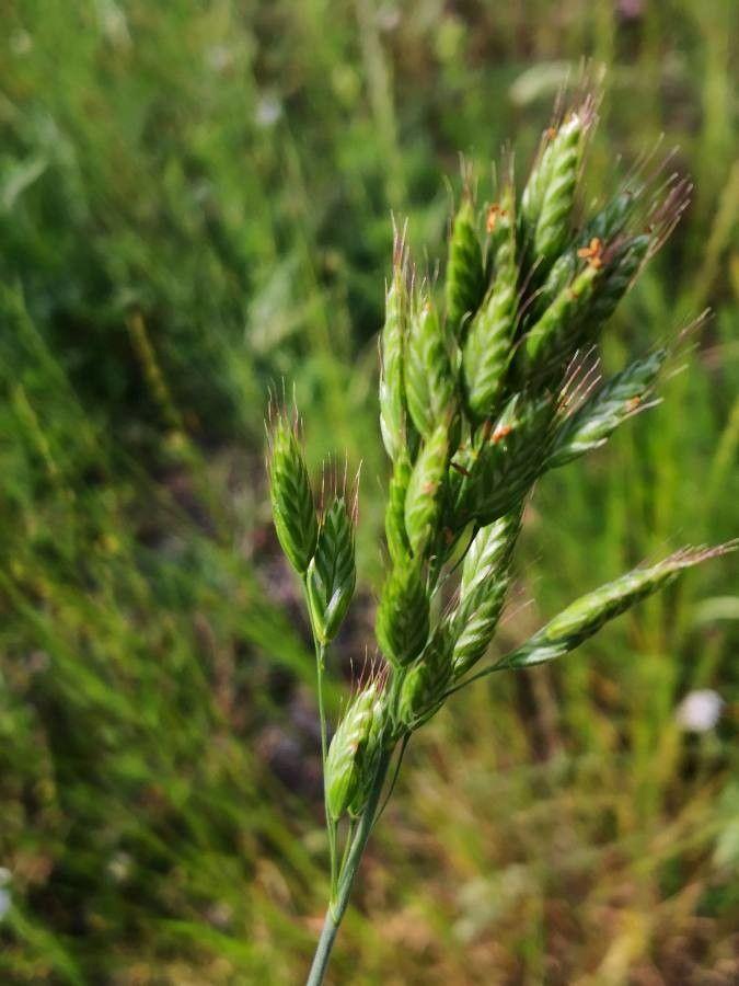 Barley brome swaying gently in a meadow with soft, feathery flower heads catching the morning light.