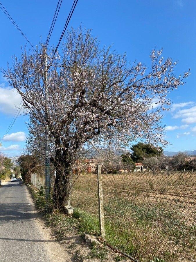 Blühender Mandelbaum im Frühjahr auf einer sonnigen Hanglage