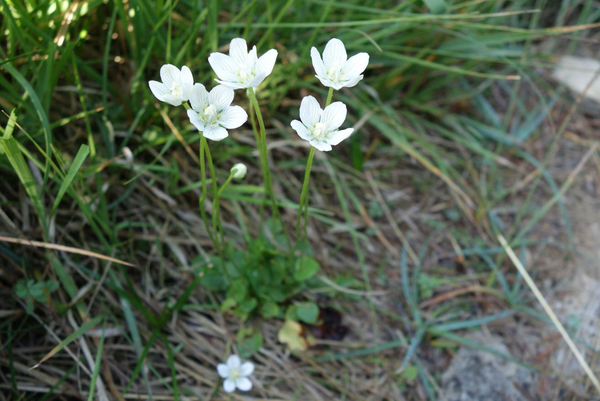 Parnassia palustris Pflanze mit weisser Bluete und duennen gruenen Blattchen in feuchter Umgebung