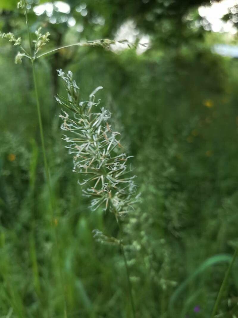 Begranntes Ruchgras in trockener, sonniger Umgebung mit feinen Blütenähren über dem Laub