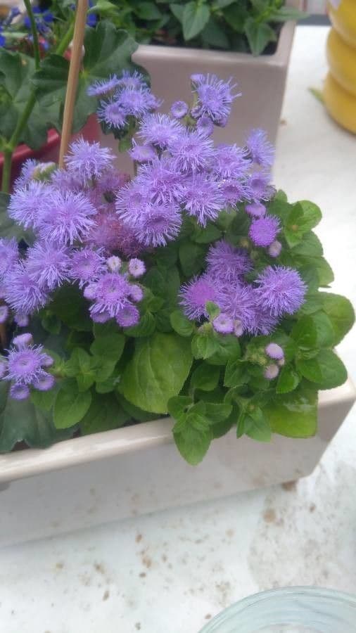 Ageratum houstonianum fleurs bleues bouffantes
