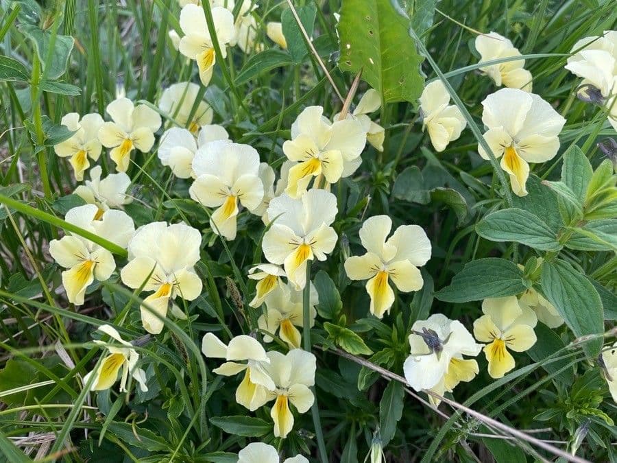 Viola Bluten