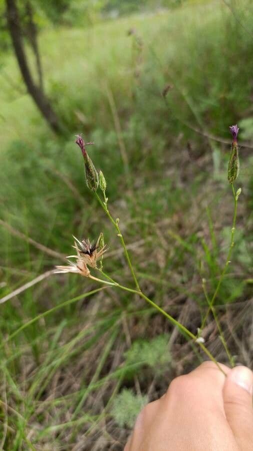 Crupina vulgaris mit violetten Blüten im Mittelmeer-Habitat