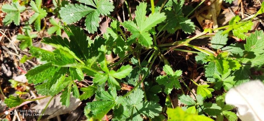 Englisches Fingerkraut mit gelben Blüten