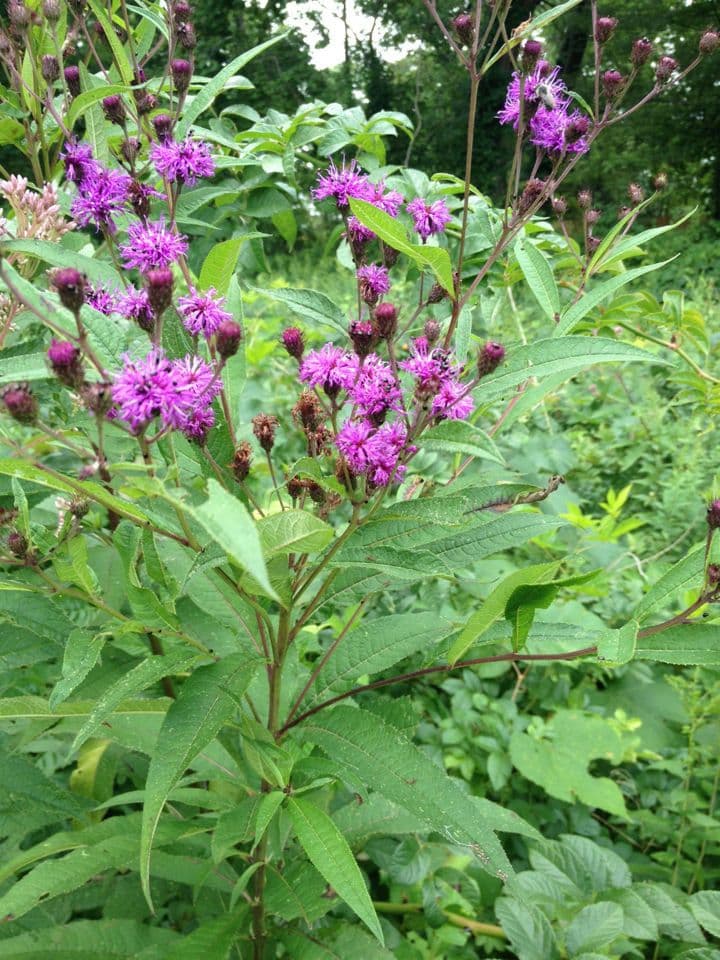 New York ironweed with rich purple flower clusters along a garden border
