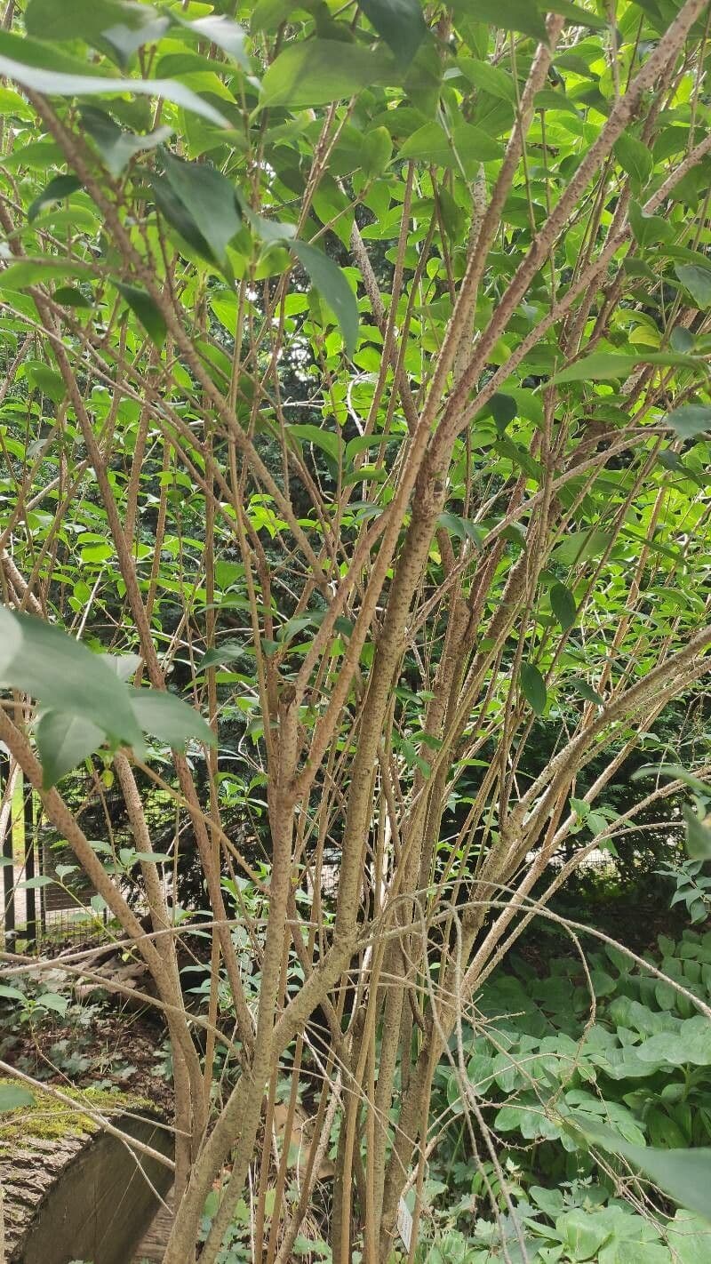 Forsythia giraldiana avec des fleurs jaunes du printemps