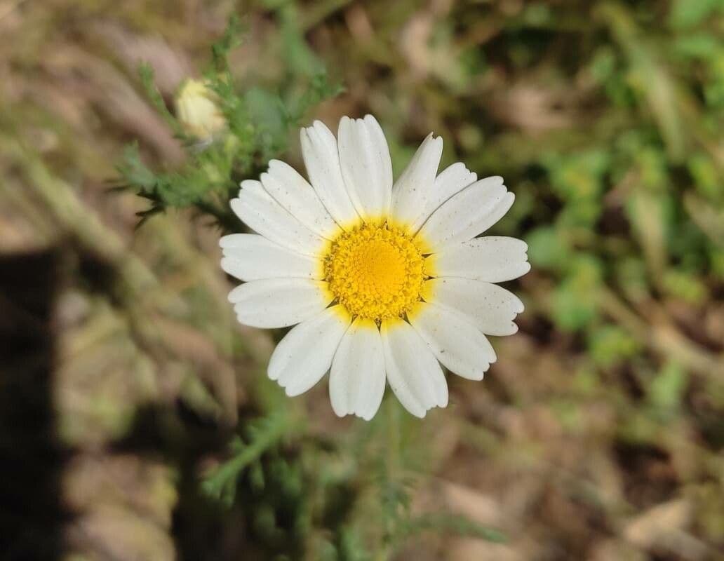 Anthémis panachée avec fleurs blanc-jaune délicates
