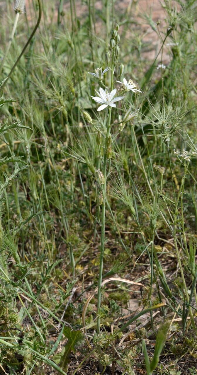 Witte bloemen van Ornithogalum narbonense in trosachtige inflorescences