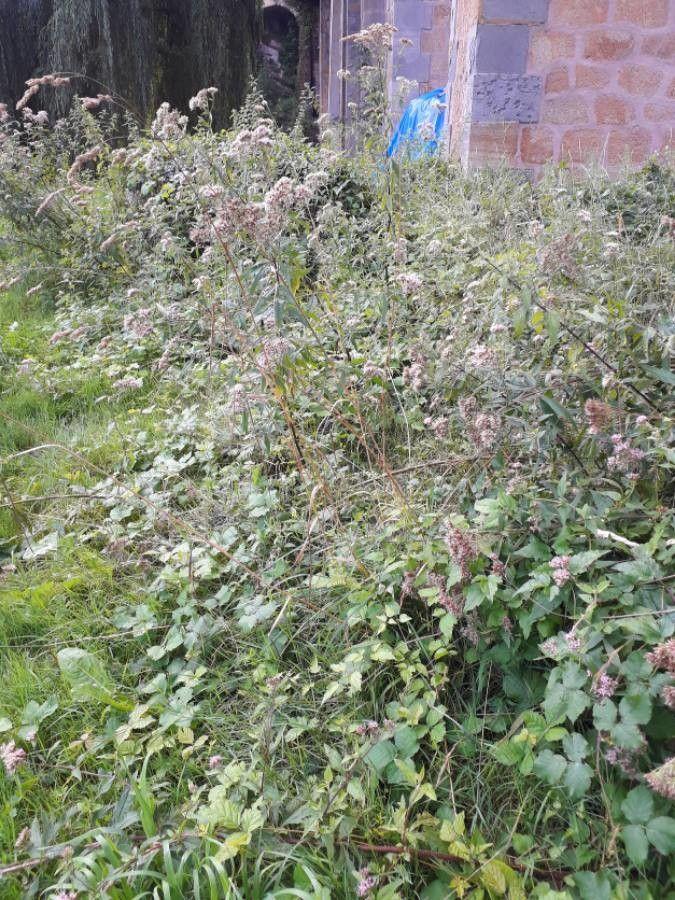 Wasserhanf in voller Blüte an einem feuchten Standort, umgeben von anderen Sommerstauden