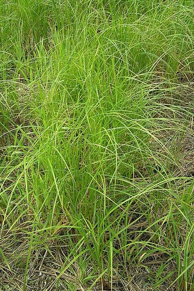 Fine green foliage and brown inflorescences of Carex atherodes