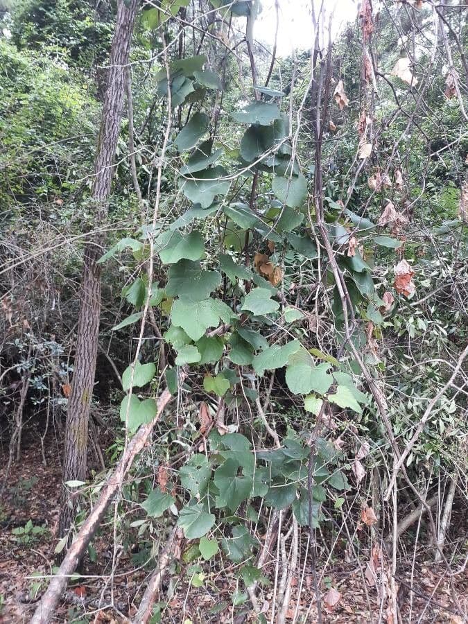 Mustang grape with dark fruit on climbing vine