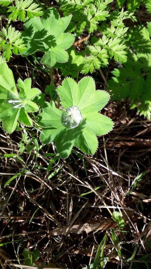Alchemilla acutiloba sharply lobed lady's mantle with delicate flowers