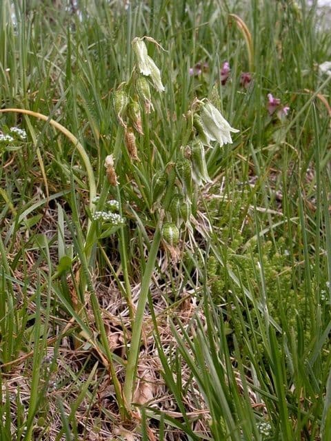 Blühender Ornithogalum nutans mit hängenden weißen Blüten