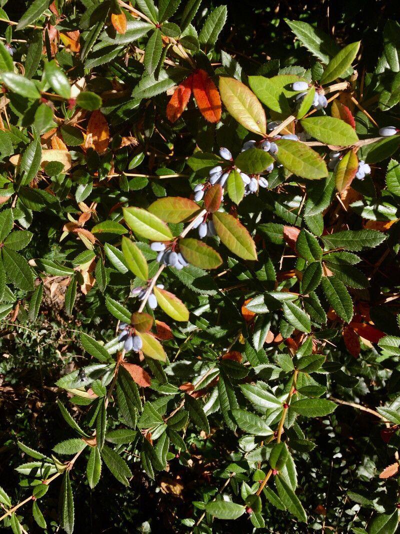 Glossy dark green shrub with yellow flowers and red berries in a garden setting