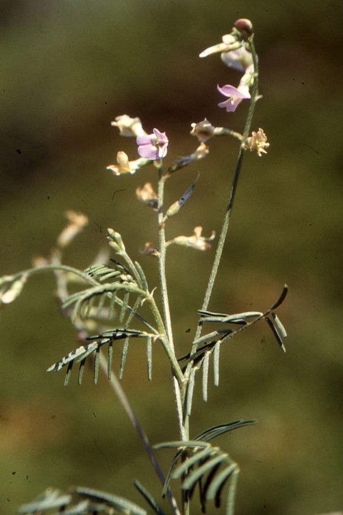 Breedflessige wikke bloemen en bladveren