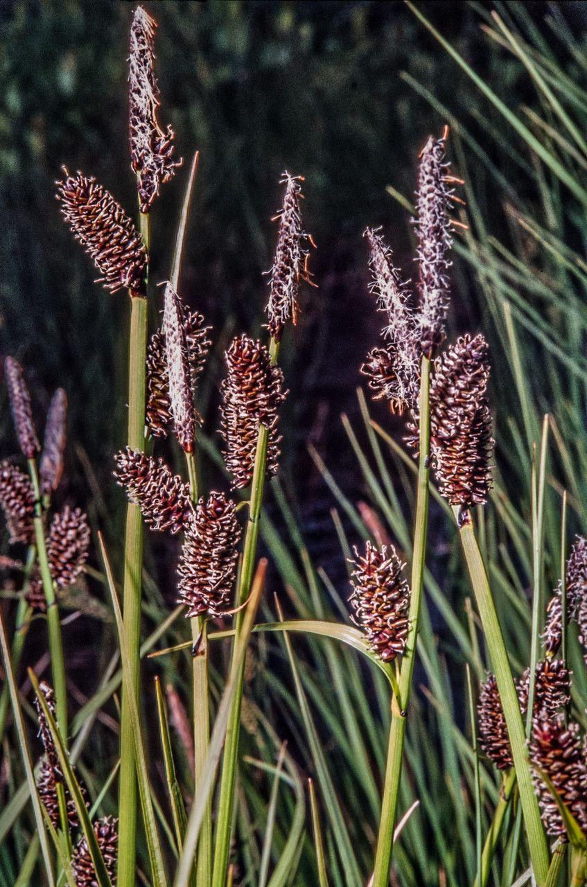 Russet sedge in natuurlijke omgeving met lichtgeel tot amberkleurig blad in herfst