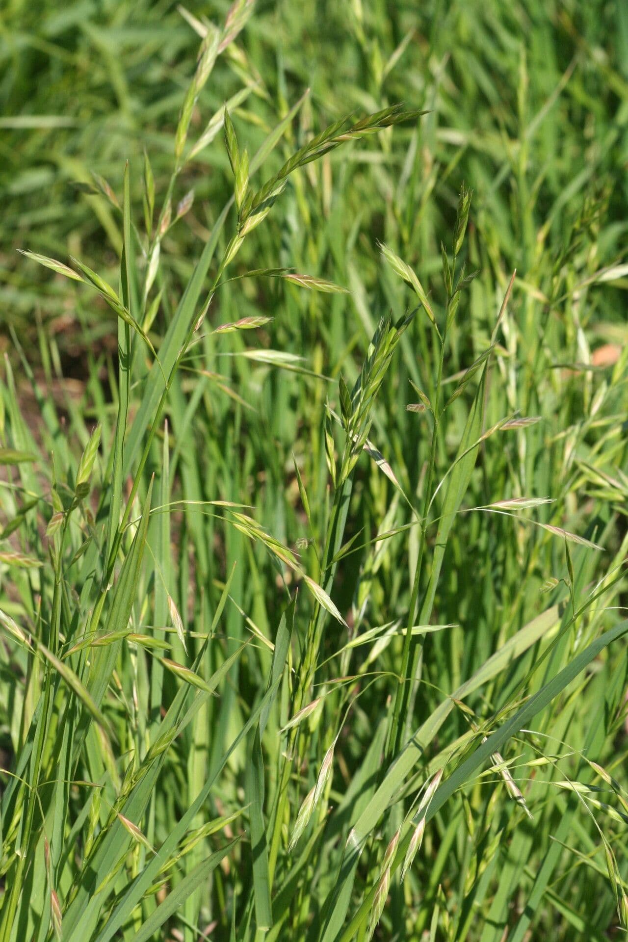 Epis pourpres delicats de l'herbe ornementale Bromus carinatus