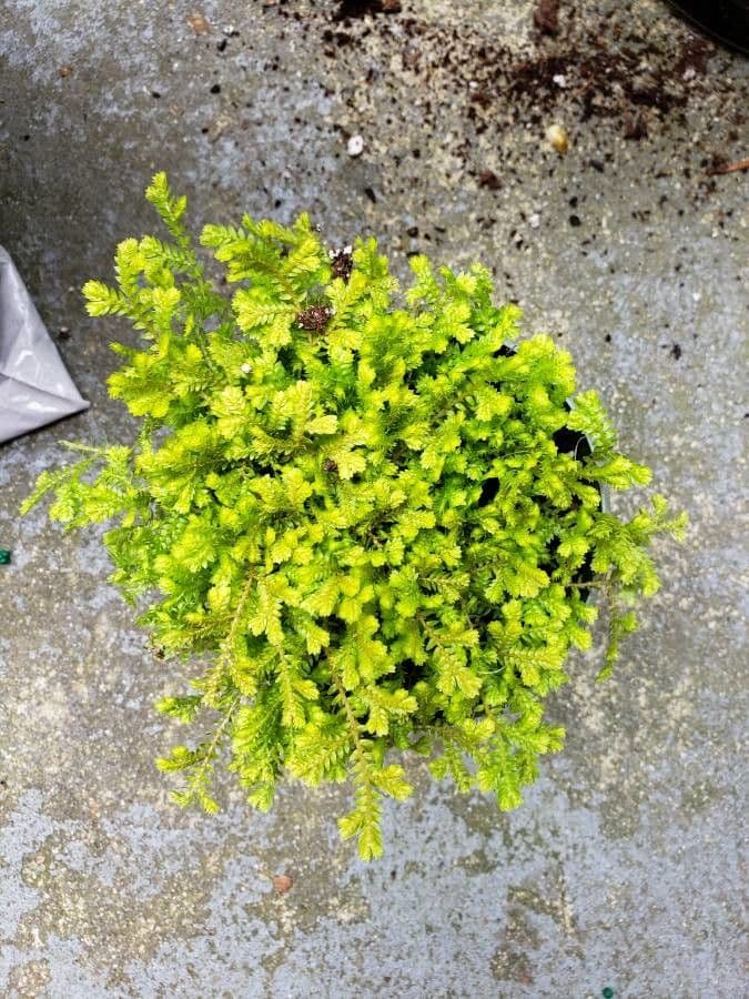 Krauss'sche Selaginelle (Selaginella kraussiana) mit feiner goldungrun-Textur