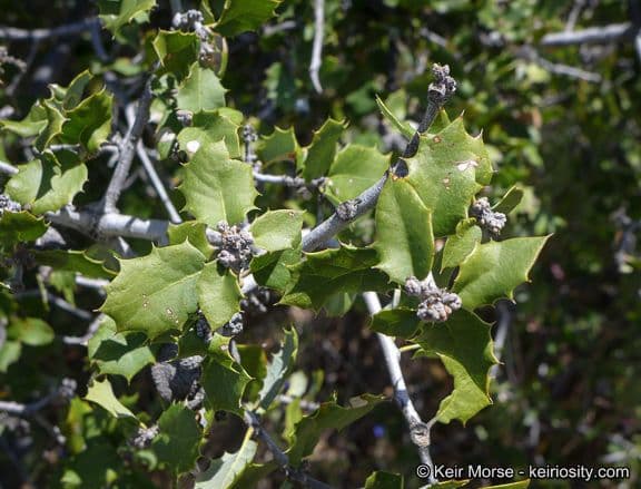 Palmer oak with fine foliage and open growth form
