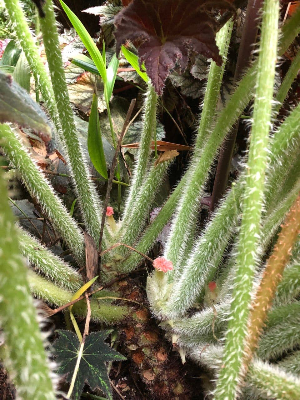 Starleaf begonia with characteristic star-shaped foliage