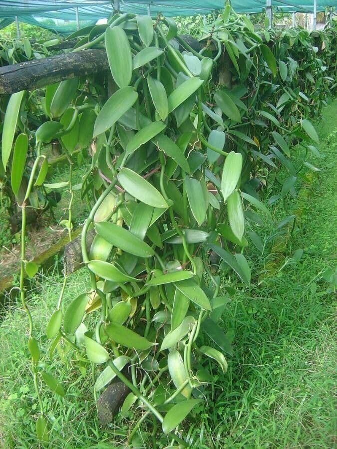 Bourbon-vanille plant met groene vruchten