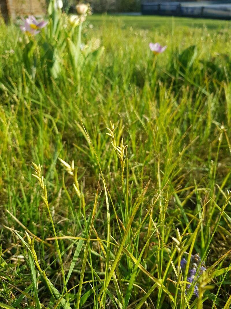 Laîche brize (Carex brizoides) dans un sous-bois avec des épis fins et ondoyants
