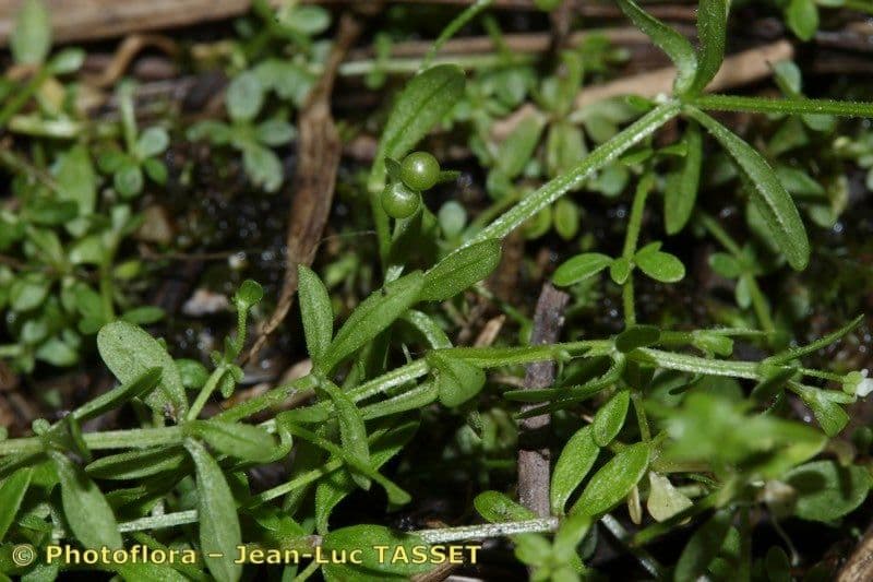 Galium trifidum small bedstraw white flowers