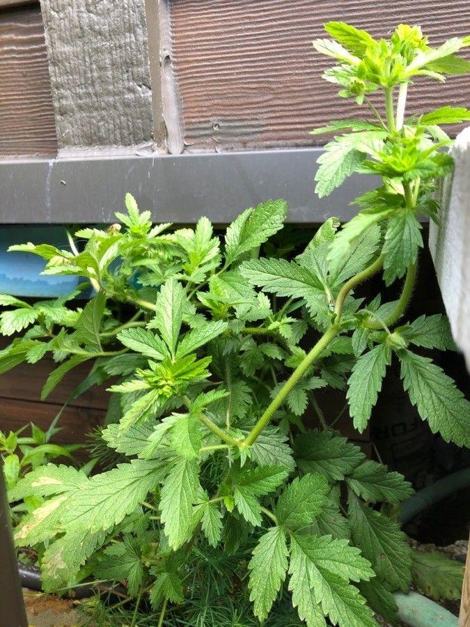 Ternate-leaf cinquefoil blooming in a sunny border during midsummer